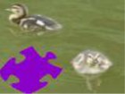 Baby Ducks Jigsaw