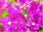 Bougainvillea Jigsaw