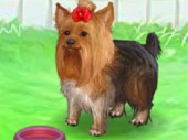 Cute Yorkie