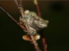 Gray Treefrog Jigsaw Puzzle