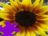 Harvest Sunflower Jigsaw