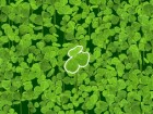 Lucky Clover