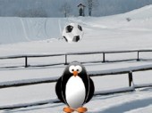 Penguin Soccer