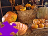 Pumpkins Jigsaw