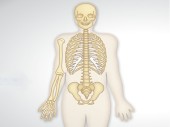 Skeleton Transplant